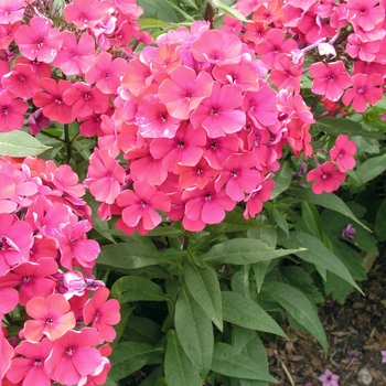 Phlox paniculata 'Starfire' 