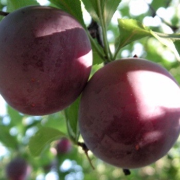 Prunus salicina 'Santa Rosa'