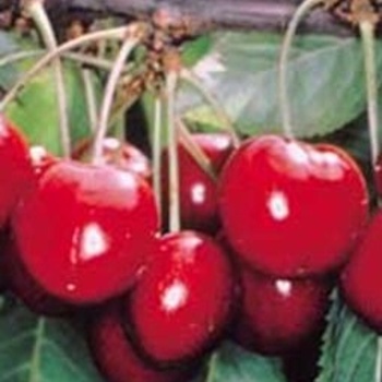 Prunus avium '' (021266)