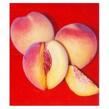 Prunus persica 'Babcock' 