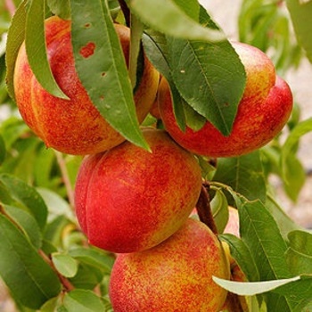 Prunus persica var. nucipersica 'Le Grand'