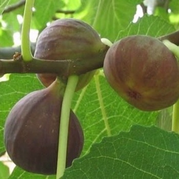 Ficus carica 'Black Mission'