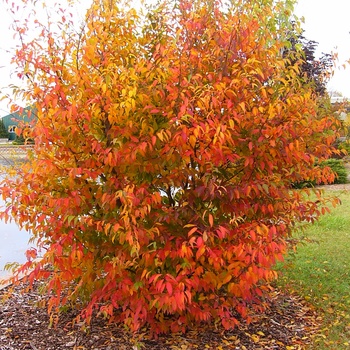 Carpinus caroliniana 'J.N. Strain' 