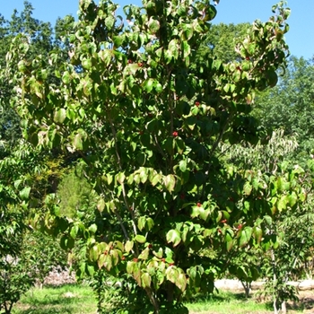 Cornus florida 'Cherokee Brave' 