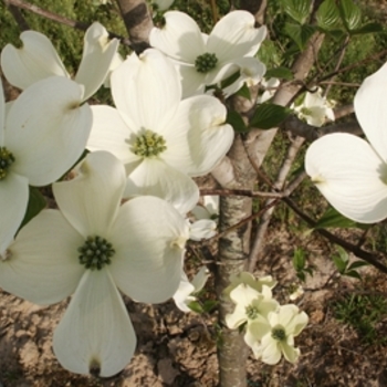 Cornus florida 'Cherokee Princess' 