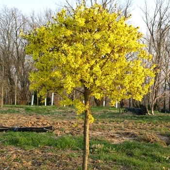 Forsythia x intermedia 'Spring Glory' 