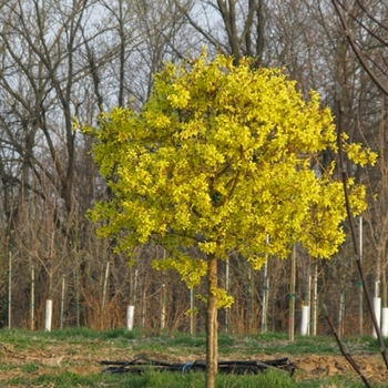 Forsythia x intermedia 'Spring Glory'