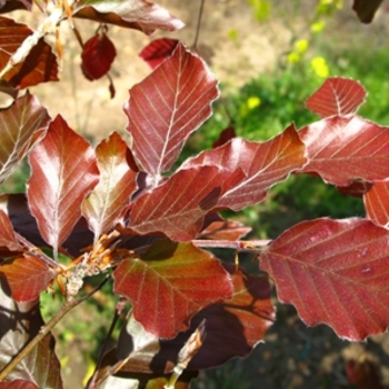 Fagus sylvatica 'Riversii'