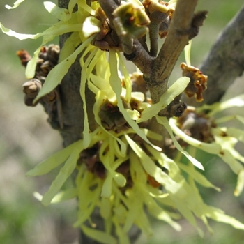 Hamamelis x intermedia 'Arnold's Promise' 