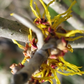 Hamamelis x intermedia 'Barmstedt'