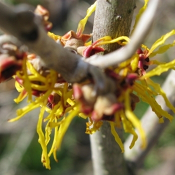 Hamamelis x intermedia 'Barmstedt' 