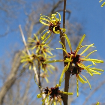 Hamamelis mollis 'Imperialis' 