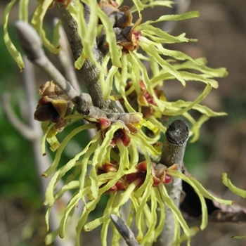 Hamamelis x intermedia 'Sunburst'