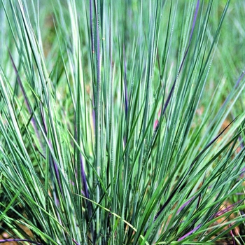 Schizachyrium scoparium 'Prairie Blues'