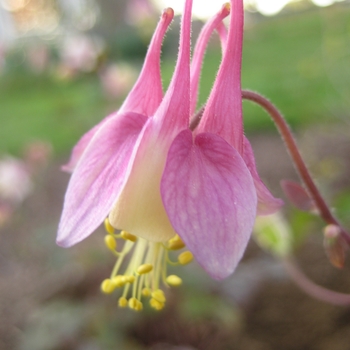 Aquilegia canadensis 'Pink Lanterns' 