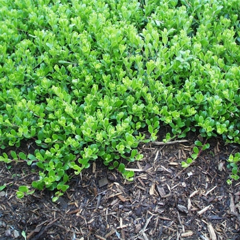 Arctostaphylos 'Emerald Carpet' 