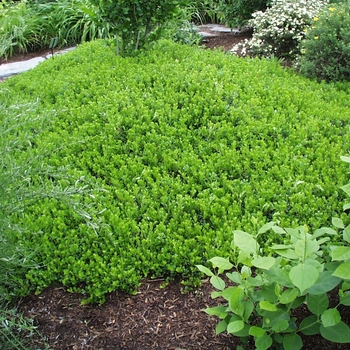 Arctostaphylos 'Emerald Carpet'