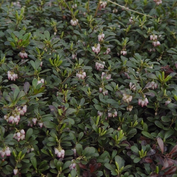 Arctostaphylos uva-ursi 'Massachusetts'