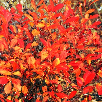 Aronia arbutifolia