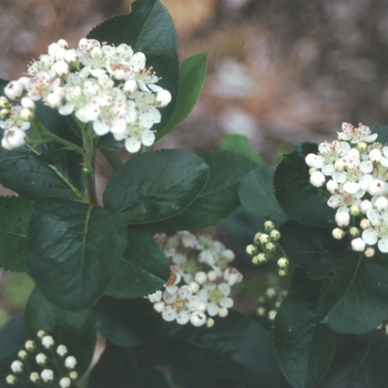 Aronia melanocarpa 'Viking' (021403)