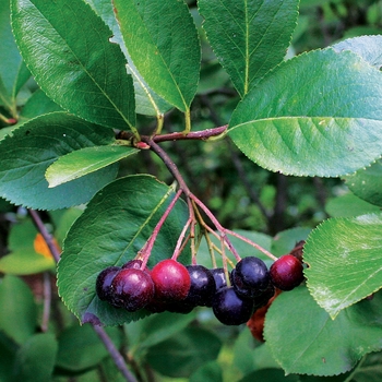 Aronia melanocarpa 'Viking' 