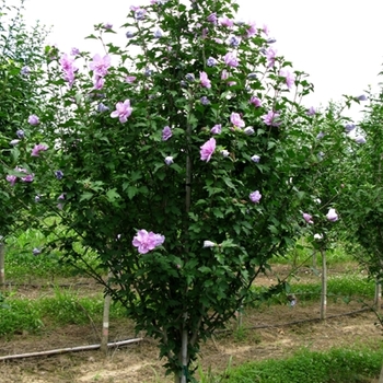 Hibiscus syriacus