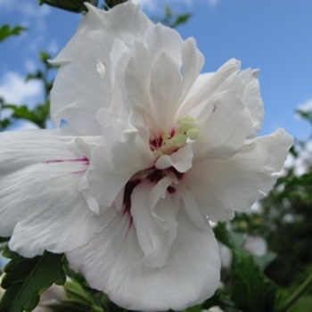 Hibiscus syriacus 