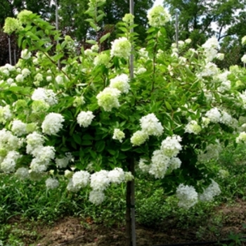 Hydrangea paniculata 'Grandiflora' 