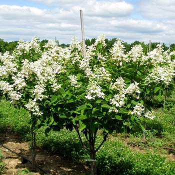 Hydrangea paniculata 'Tardiva' 