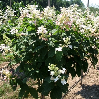 Hydrangea paniculata 'Pink Diamond' 