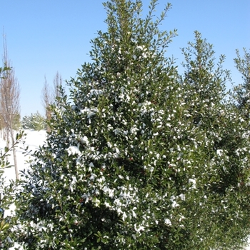 Ilex x attenuata 'Fosteri' 