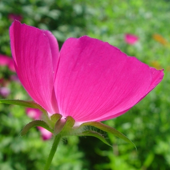 Callirhoe alcaeoides