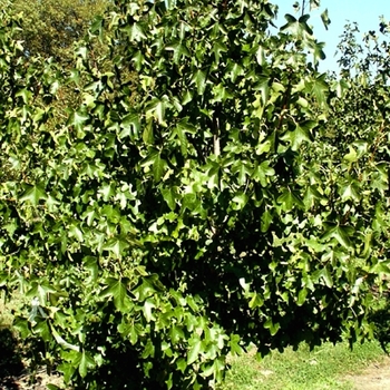 Liquidambar styraciflua 'Rotundiloba'