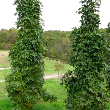 Liquidambar styraciflua 'Shadow Columnar Form'