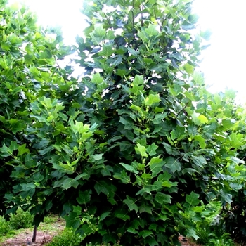 Liriodendron tulipfera