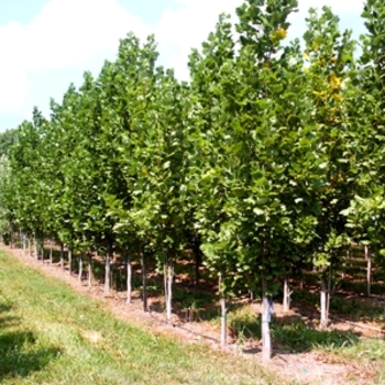 Liriodendron tulipifera 'Fastigiatum ('Arnold')'