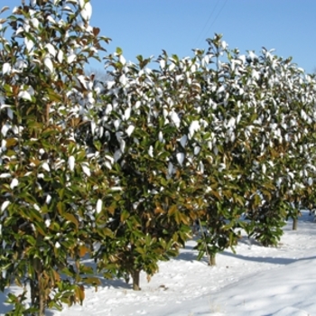 Magnolia grandiflora 'Bracken's Brown Beauty' 