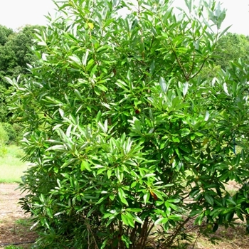 Magnolia virginiana 