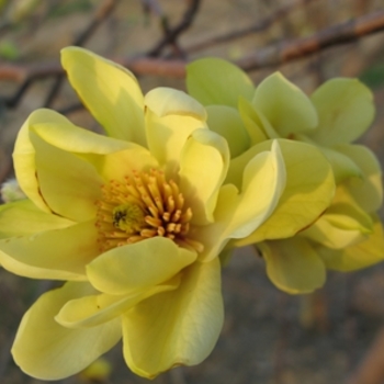 Magnolia 'Butterflies' PP7456