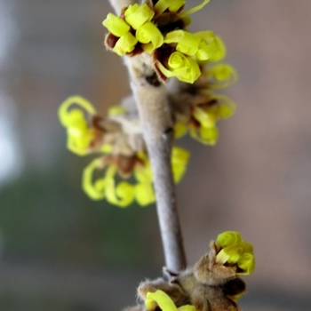 Hamamelis mollis 'Wisley Supreme' 