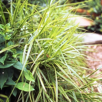 Carex muskingumensis 'Oehme'