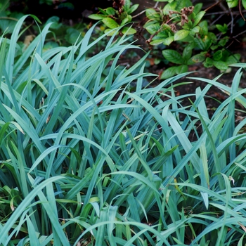 Carex laxiculmus 'Bunny Blue®'