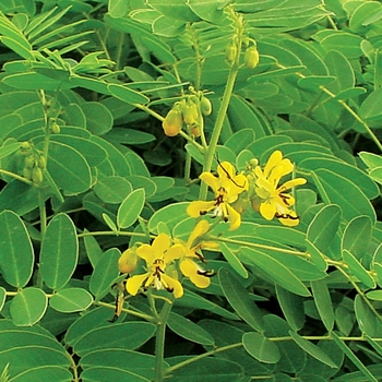 Cassia (Senna) hebecarpa