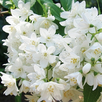 Ceanothus americanus