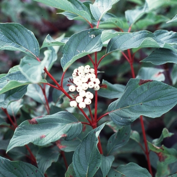 Cornus sericea 'Baileyi' 