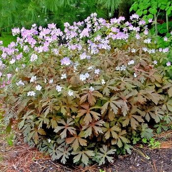 Geranium maculatum 'Espresso' 