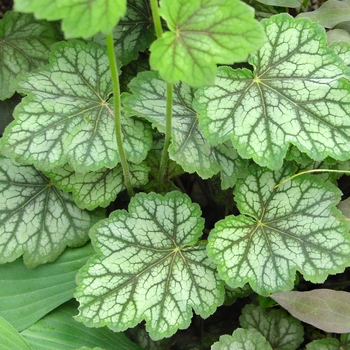 Heuchera americana 'Dale's Strain' 