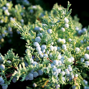 Juniperus virginiana 'Blue Mountain'