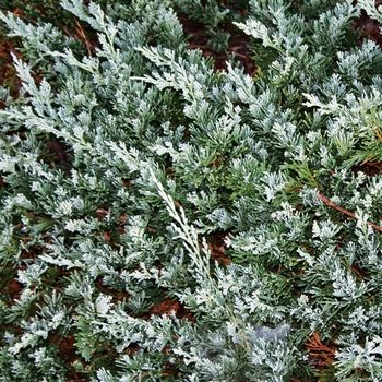 Juniperus horizontalis 'Venusta' 