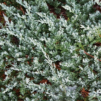 Juniperus horizontalis 'Venusta'